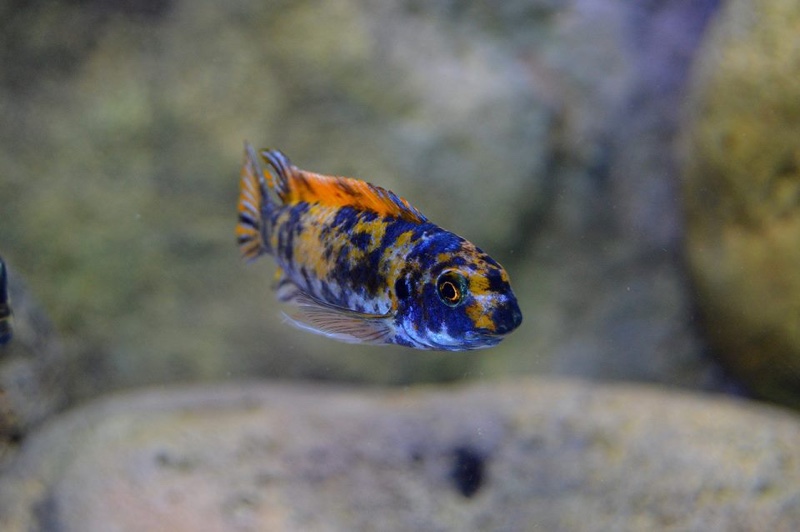 Labeotropheus trewavasae 'Higga Reef'